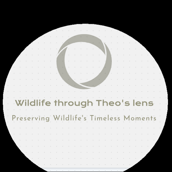 wildlife-photography